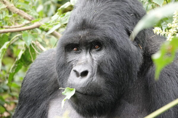 Bwindi Impenetrable National Park Uganda