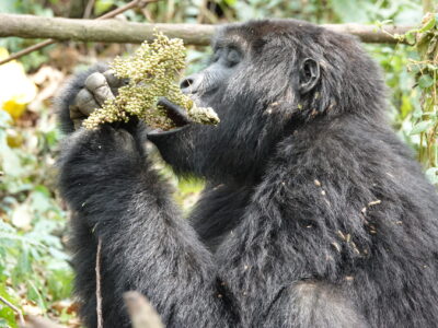 Bwindi Impenetrable National Park