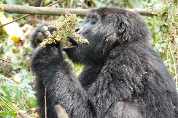Bwindi Impenetrable National Park