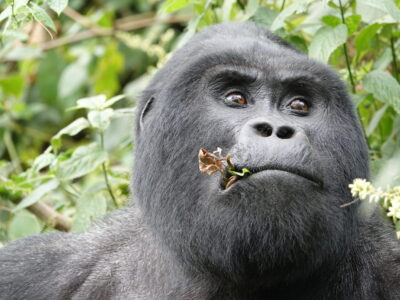 Gorilla Trekking
