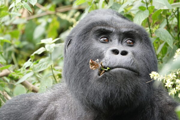 Gorilla Trekking Gorilla Trekking
